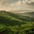 Agroforestry and terracing